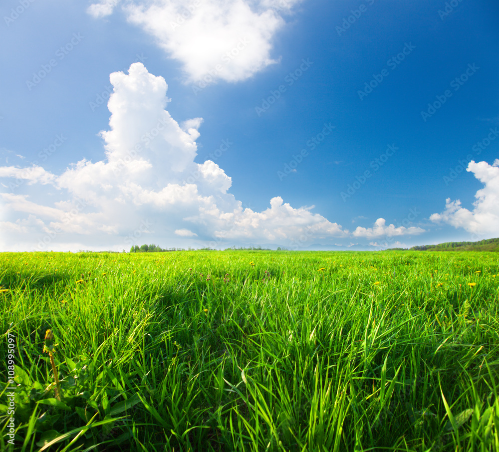 Green field with flowers under blue cloudy sky Green field with flowers under blue cloudy sky
