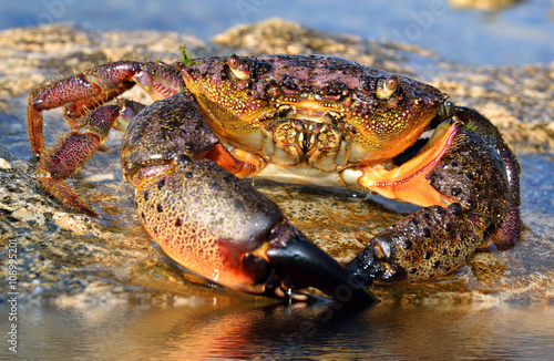 Crab sits on coastal rocks