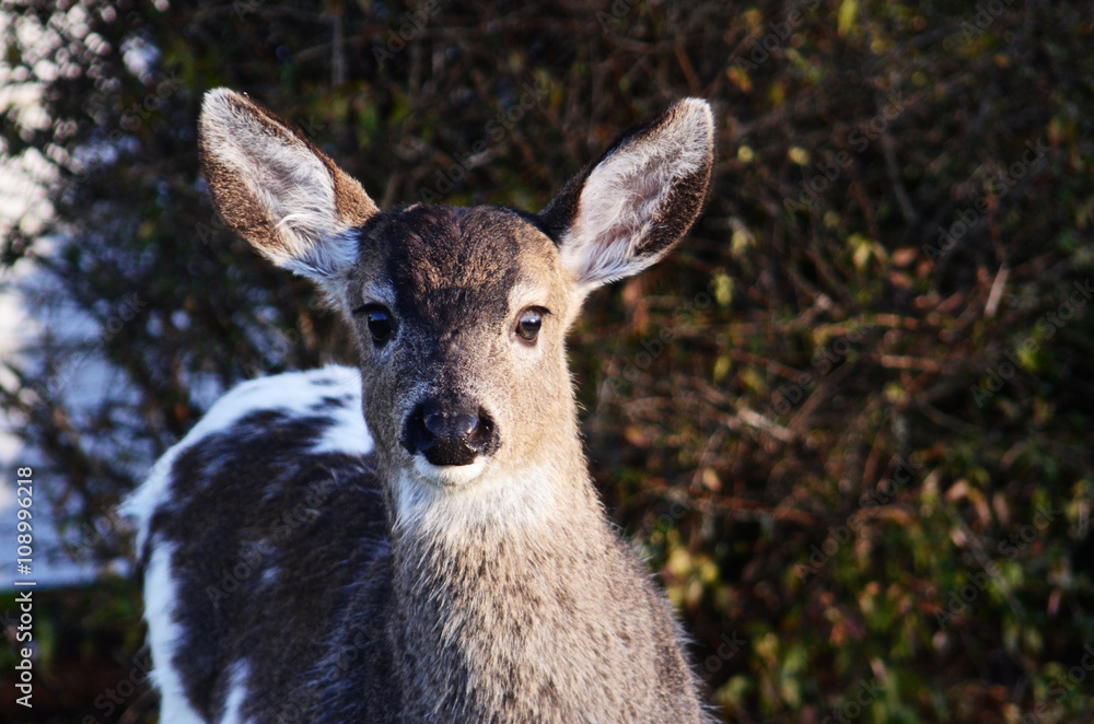 Black-tailed deer fawn with piebald fur looking directly at camera. Black-tailed deer fawn with piebald fur looking directly at camera.