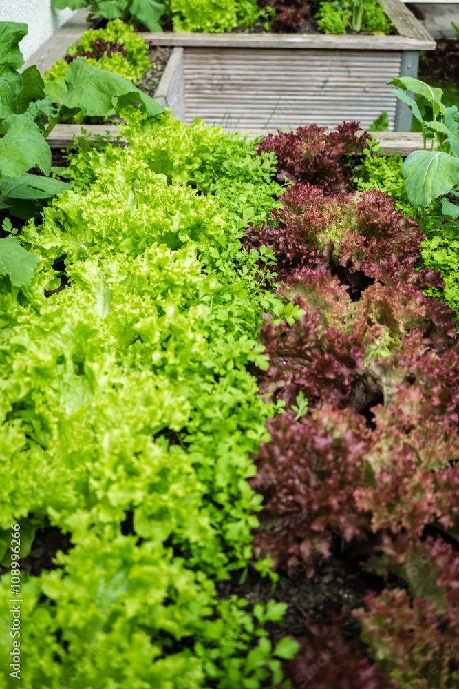 Erntefrischer Salat im Freilandanbau Erntefrischer Salat im Freilandanbau