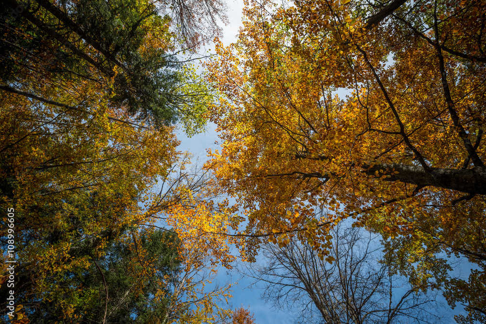 Photo low angle view of autumn bright sunny sky through sun Photo low angle view of autumn bright sunny sky through sun