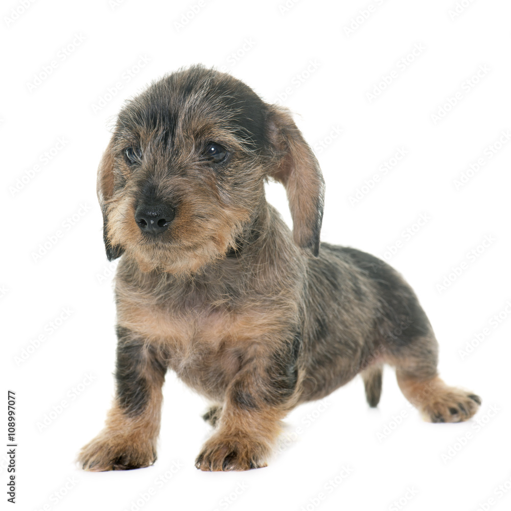 puppy Wire haired dachshund