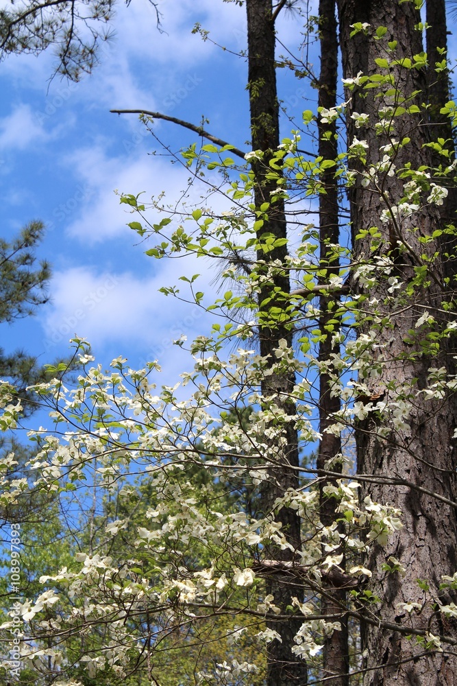 Obraz premium spring woods