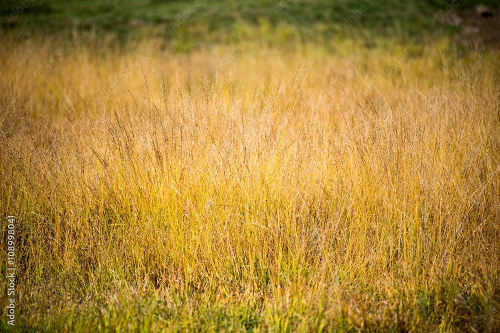Obraz premium Tall grass thickets background
