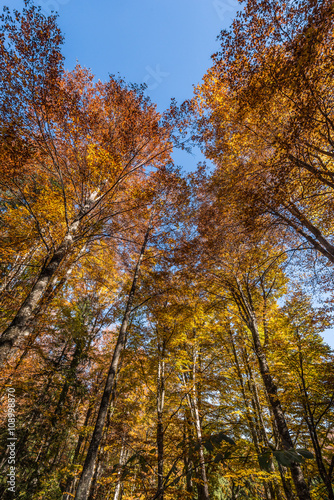 Low view of autumn forest trees