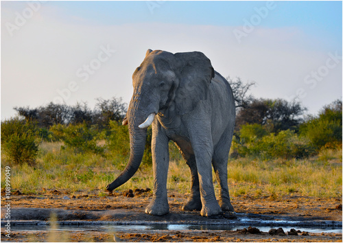 Elefantenbulle am Wasserloch 
