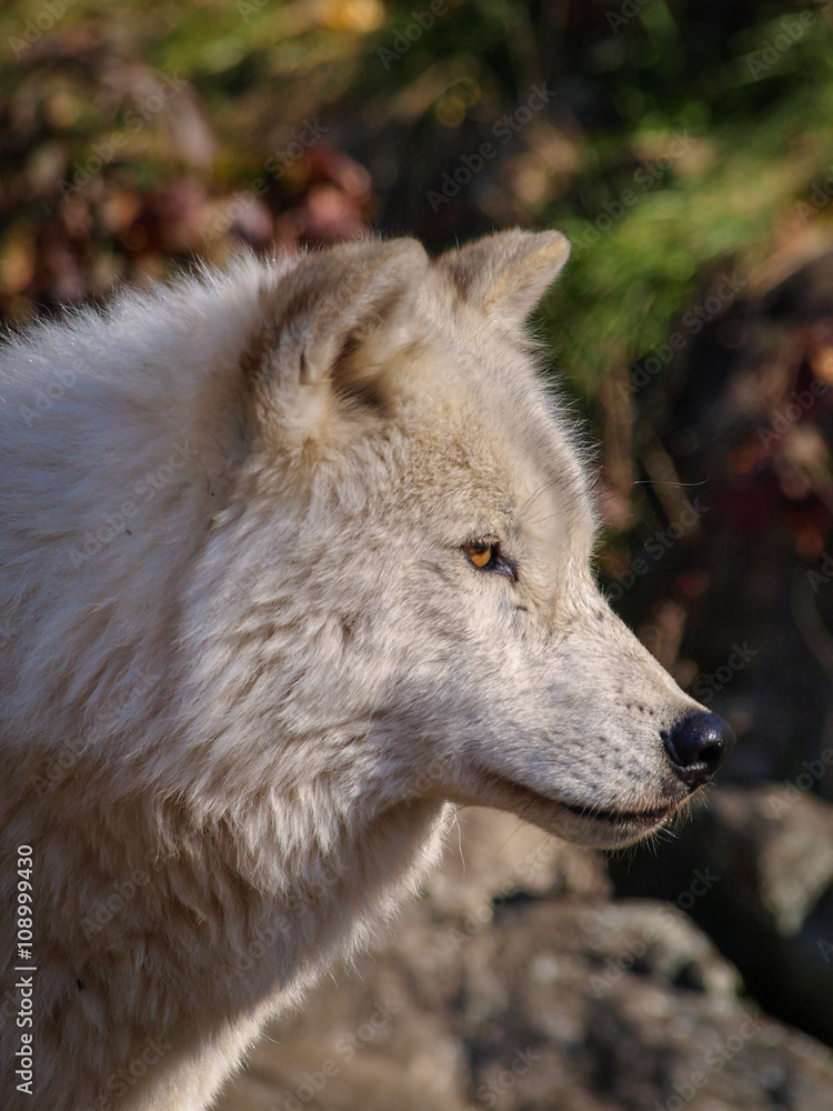 WOLF - CANIS LUPUS PORTRAIT WOLF - CANIS LUPUS PORTRAIT