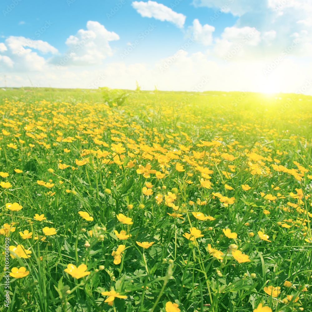 Flower field in spring time. Flower field in spring time.