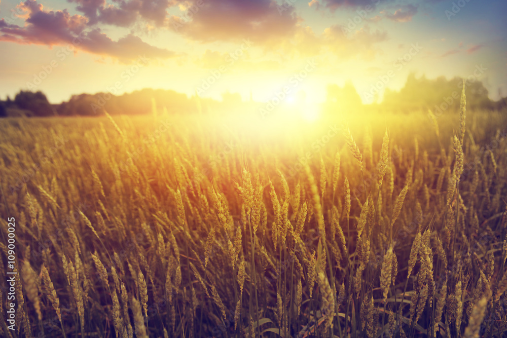 Wheat field at sunset. Wheat field at sunset.