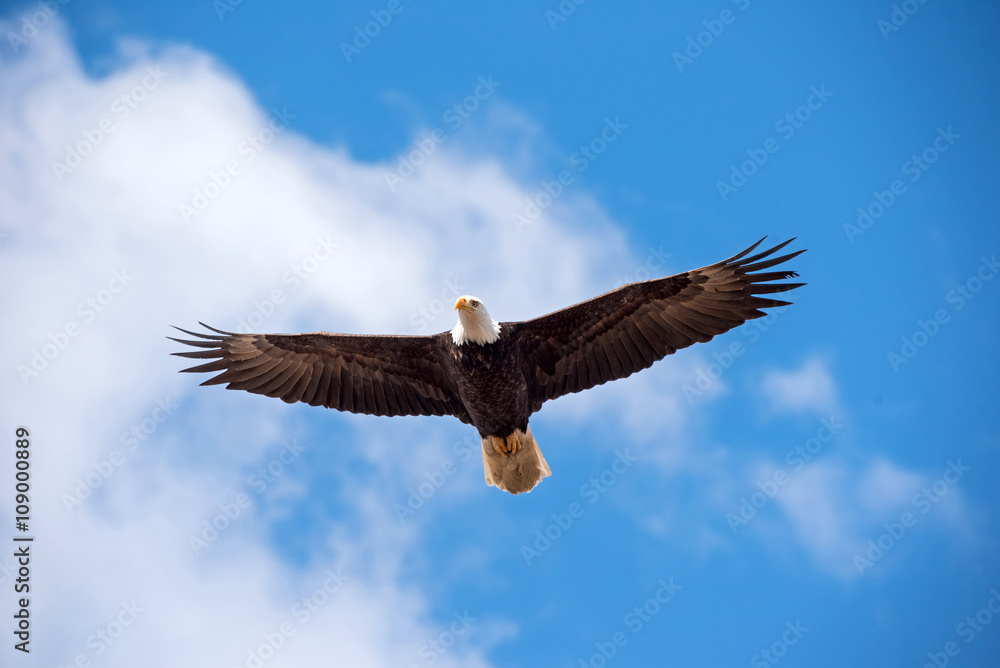 Bald Eagle in Flight Bald Eagle in Flight