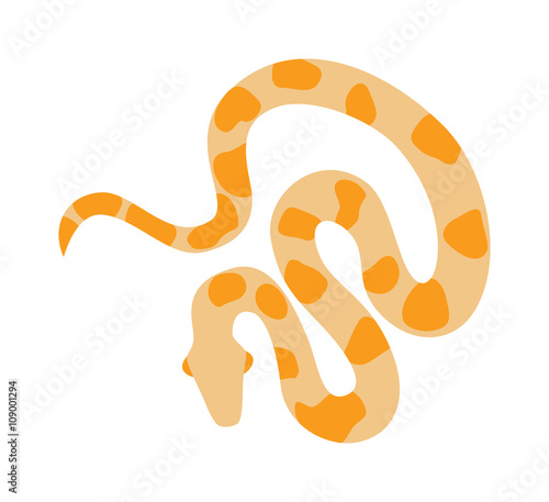 Gold python reticulated albino boa constrictor wildlife nature snake vector illustration.