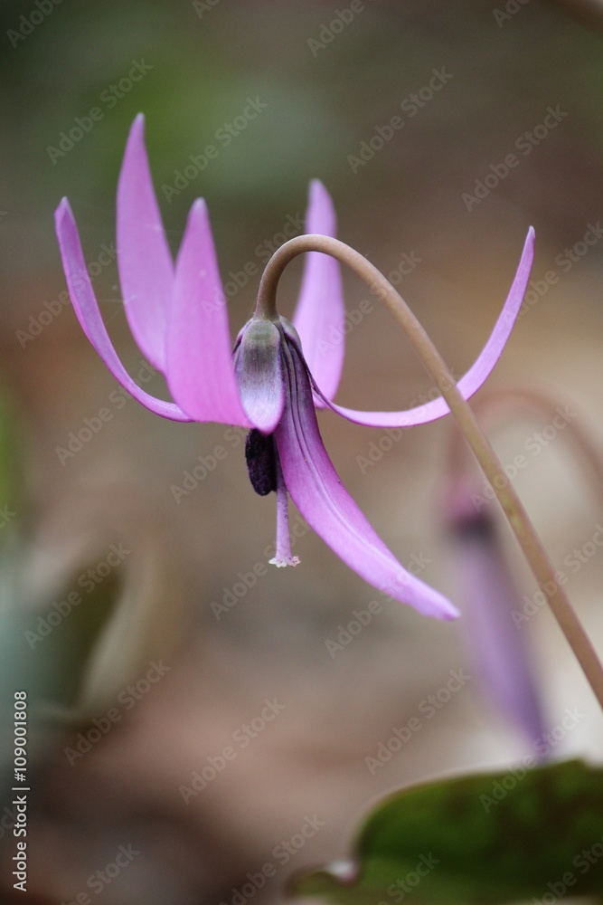 春の妖精 春の妖精といわれるかたくりの花 Stock Photo Adobe Stock