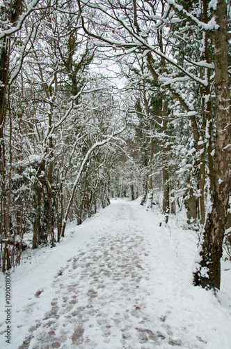 Wallpaper Mural Winter footsteps Torontodigital.ca
