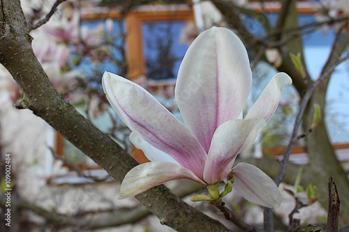 Magnolienblüte photo