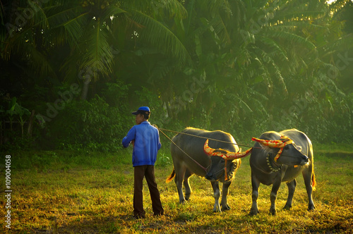 Before The Race - JEMBRANA, BALI, INDONESIA-AUGUST 14, Makepung is the name of a buffalo grand prix in Jembrana, West Bali which features racing buffalo races held on August 14, 2005. 