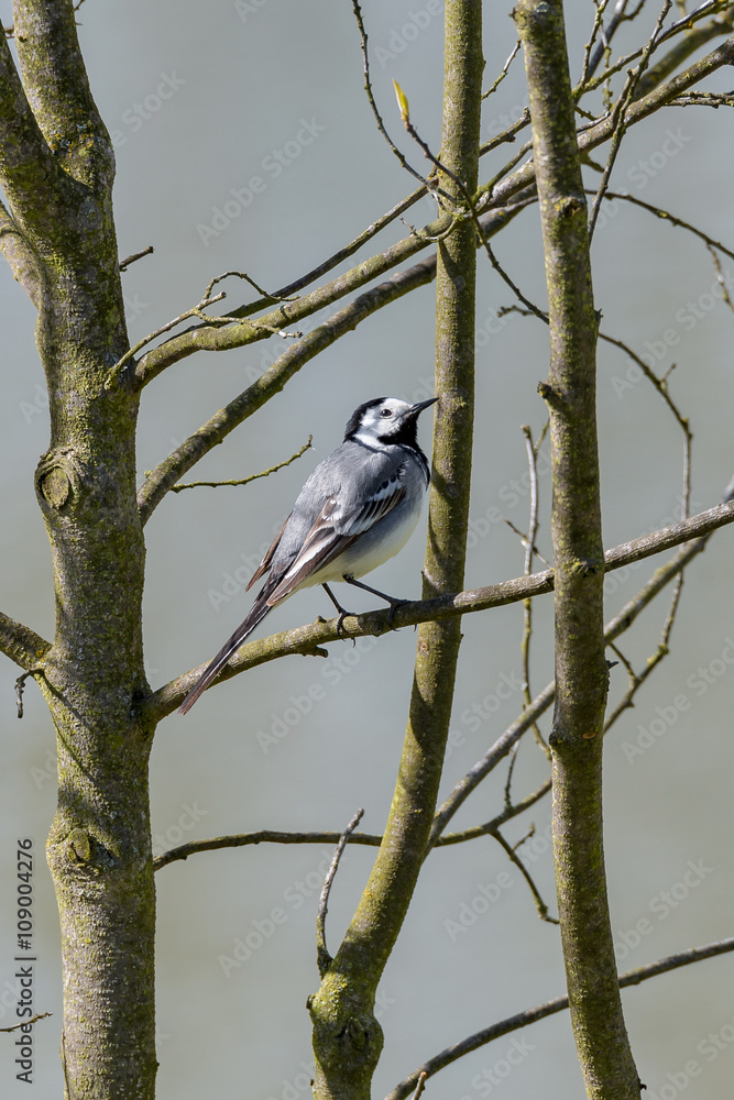 Bachstelze (Motacilla alba) in den Ästen eines Baumes Bachstelze (Motacilla alba) in den Ästen eines Baumes