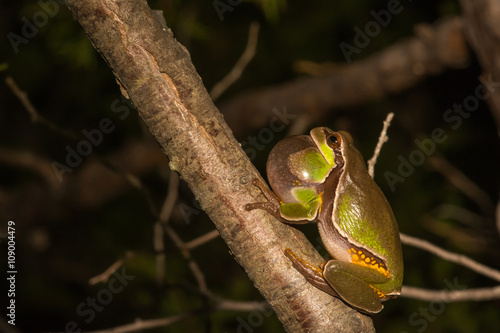 Pine Barrens Treefrog photo