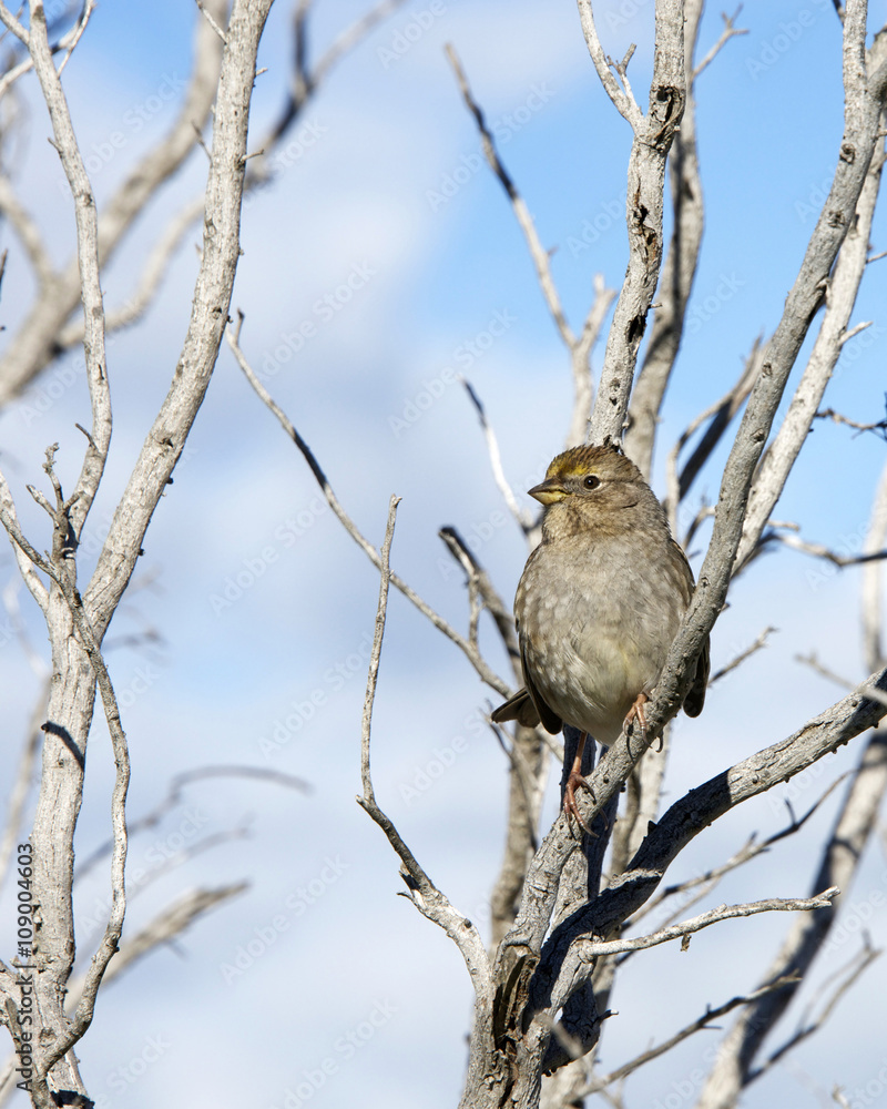 Golden Crowned Sparrow in a leaf bare tree with blue sky and clo Golden Crowned Sparrow in a leaf bare tree with blue sky and clo