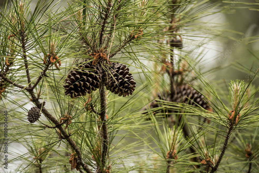 Fototapeta premium Pine Cones in Tree
