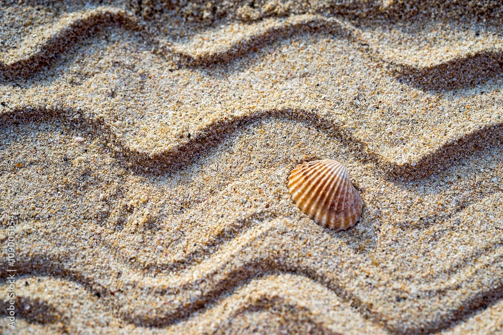 sea shell with sand as background