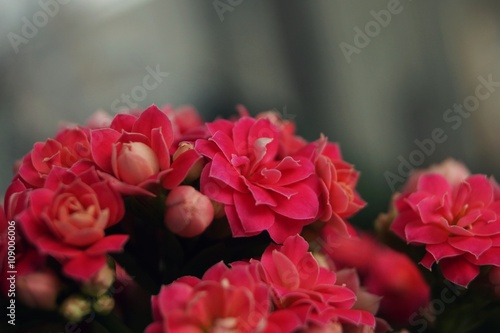 Fototapeta Naklejka Na Ścianę i Meble -  Rosa Geranien