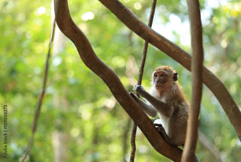 one monkey sit on forest tree