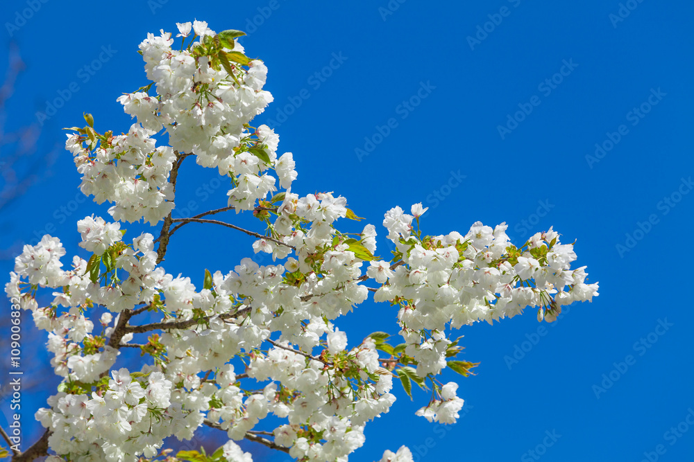 Branch blooming tree on blue sky. Spring blossom background Branch blooming tree on blue sky. Spring blossom background