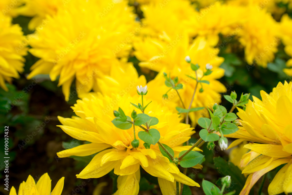 small white flower upon yellow chrysanthemums small white flower upon yellow chrysanthemums