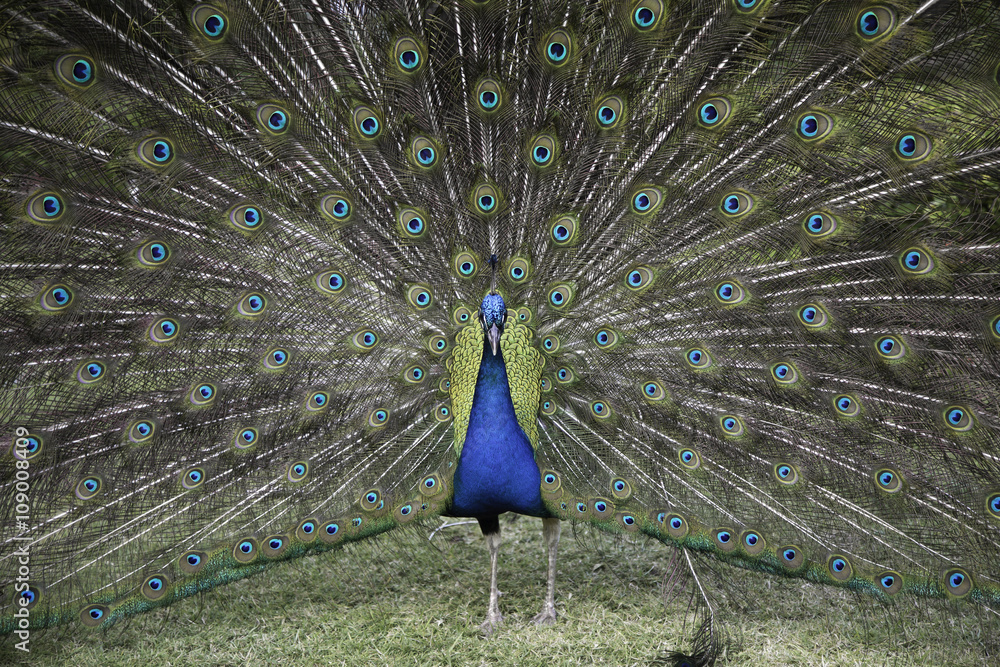Obraz premium Peacock