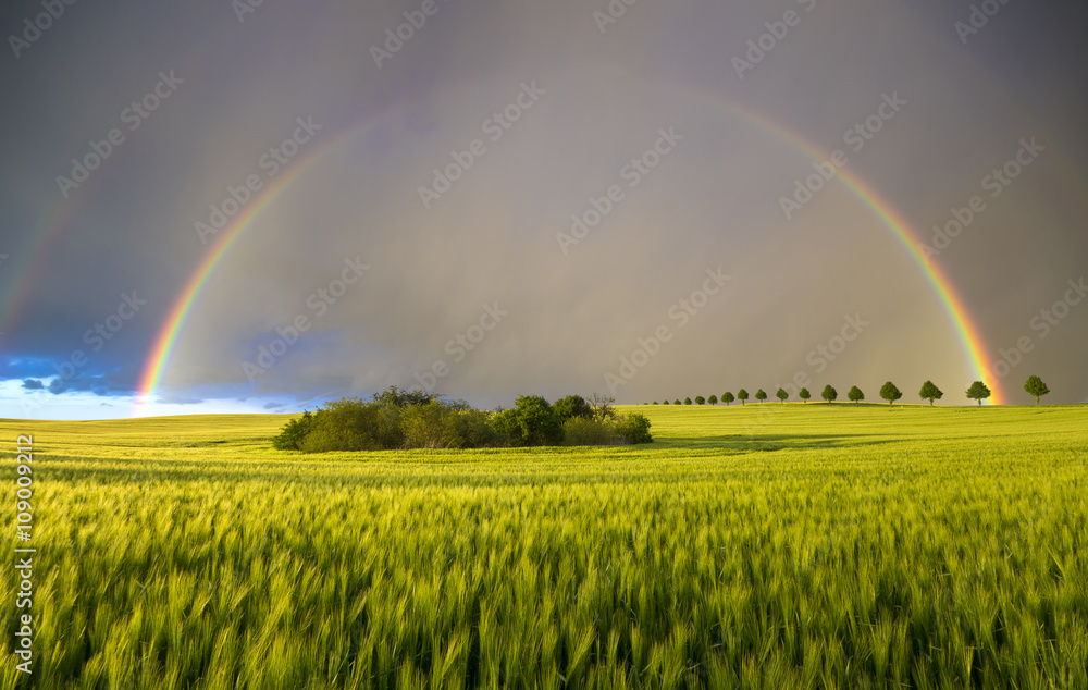 Naklejka premium Spring colorful rainbow over the field after passing rainstorm