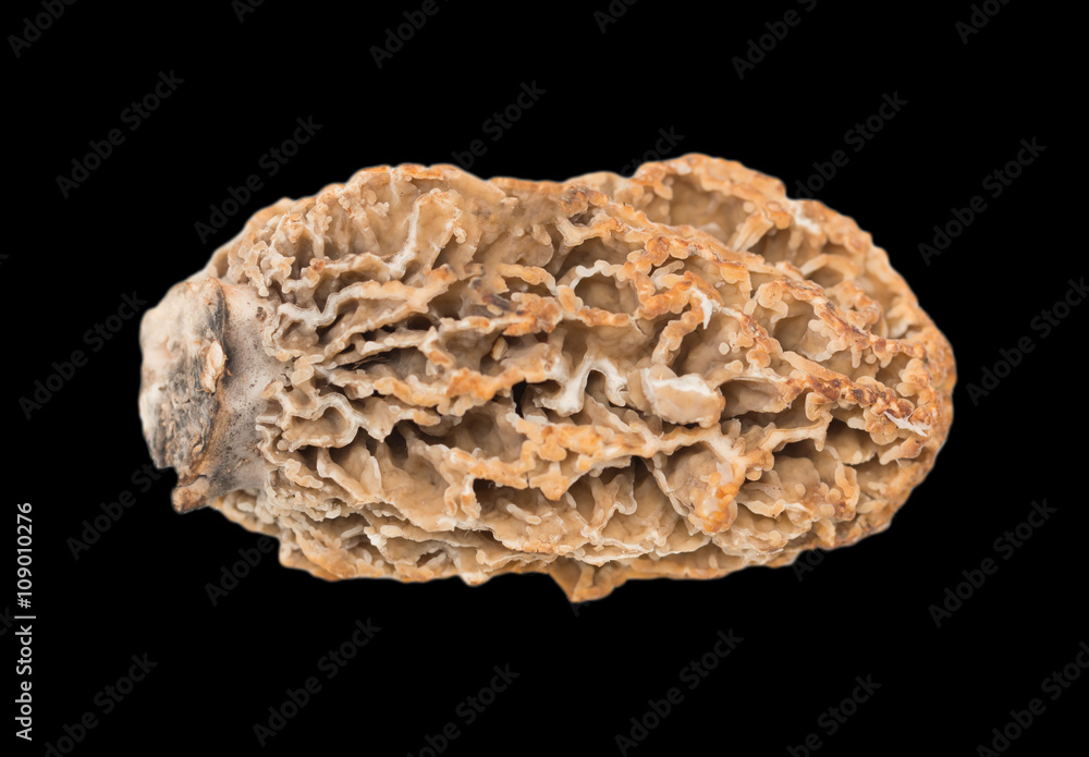 morel mushroom macro morel mushroom macro