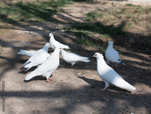 White doves on the ground