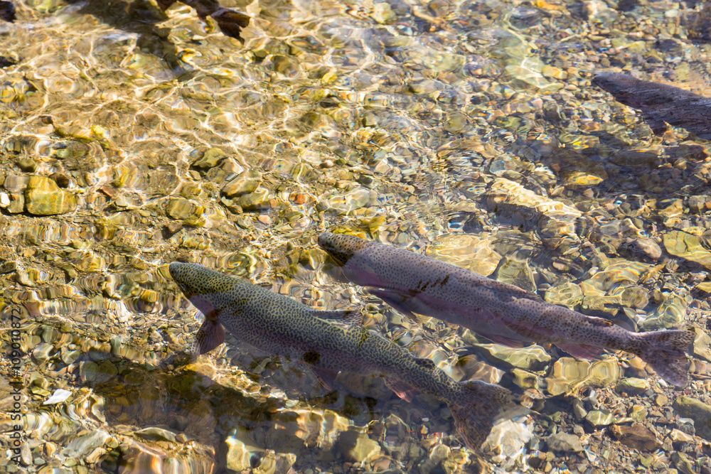 Fototapeta premium Salmon in river