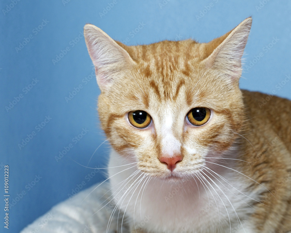 Obraz premium Portrait of Orange and white Tabby Cat on blue background