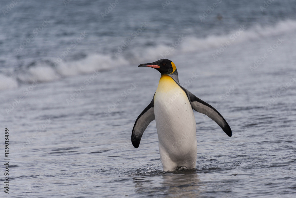 Naklejka premium King Penguin