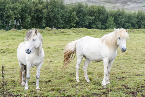 Two white beautiful shaggy Icelandic horses on the summer meadow. Iceland.