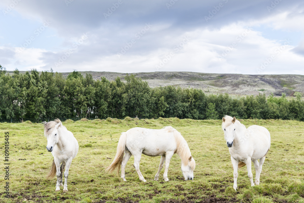 Three white beautiful shaggy Icelandic horses on the summer meadow. Iceland. Three white beautiful shaggy Icelandic horses on the summer meadow. Iceland.