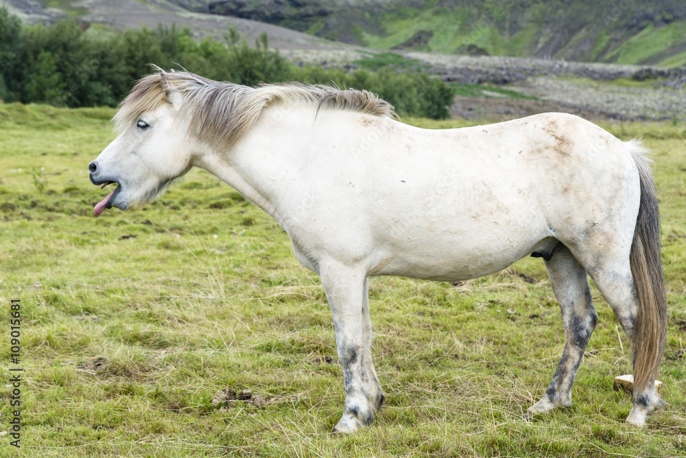 White funny shaggy Icelandic horse on the summer meadow. Iceland. White funny shaggy Icelandic horse on the summer meadow. Iceland.