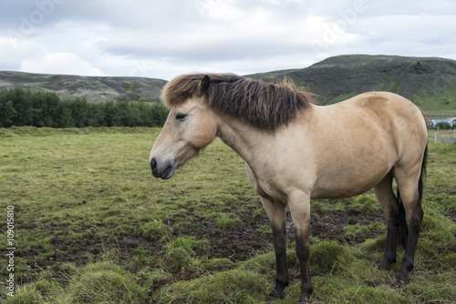 The shaggy Icelandic horse on the summer meadow. Iceland.