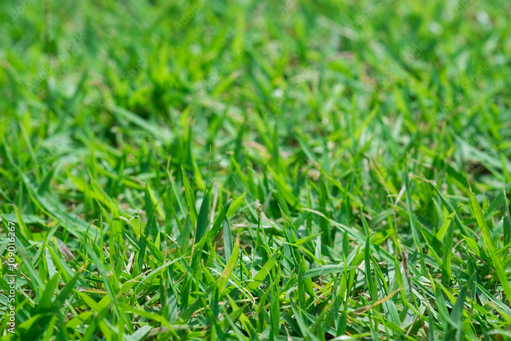 Green grass for texture/background. Green grass for texture/background.
