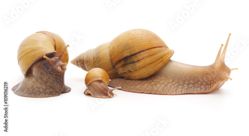 Big snails with small snail.