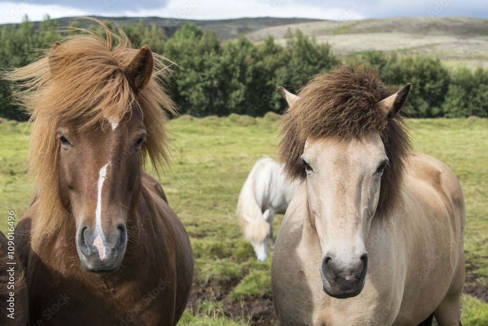 The herd of the shaggy Icelandic horses on the summer meadow. Iceland. The herd of the shaggy Icelandic horses on the summer meadow. Iceland.
