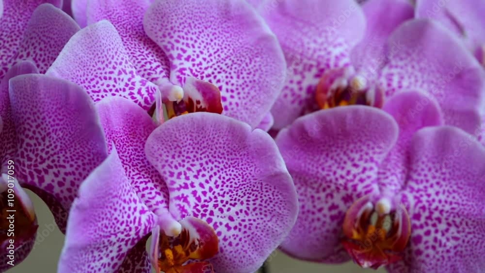 Natural pink orchid flower on a light background. Natural pink orchid flower on a light background.