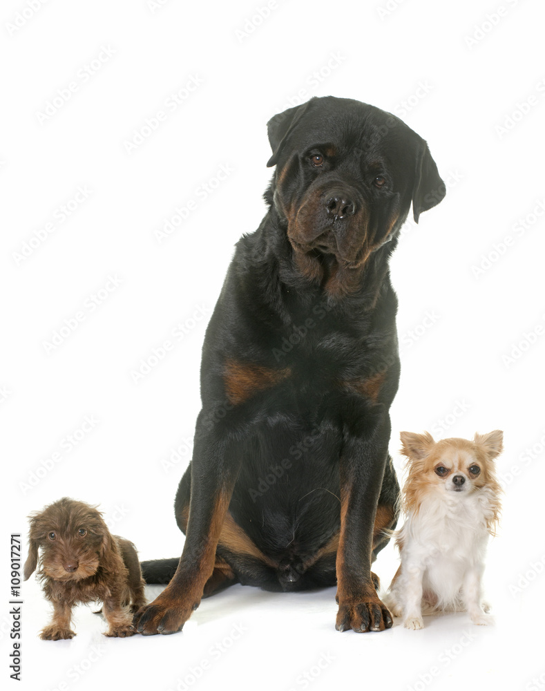 puppy Wire haired dachshund, chihuahua and rottweiler puppy Wire haired dachshund, chihuahua and rottweiler