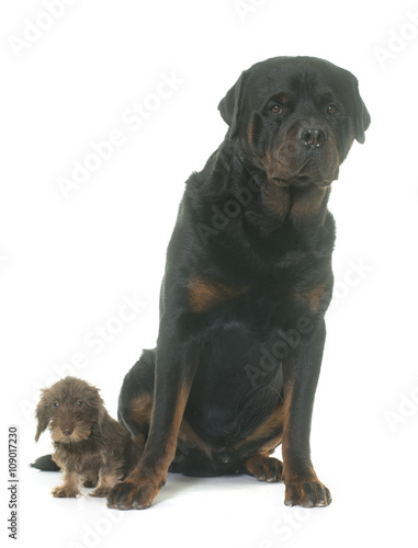 puppy Wire haired dachshund and rottweiler