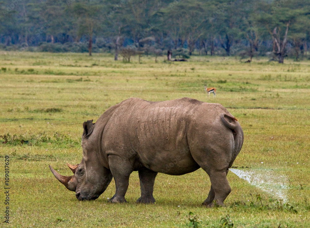 Rhinoceros in the savannah, Kenya. National Park. Africa. An excellent illustration. Rhinoceros in the savannah, Kenya. National Park. Africa. An excellent illustration.