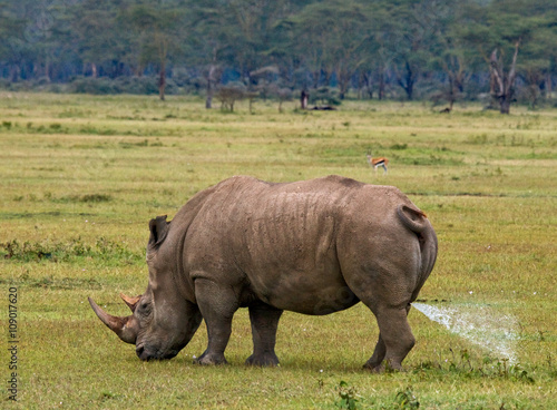 Rhinoceros in the savannah  Kenya. National Park. Africa. An excellent illustration.