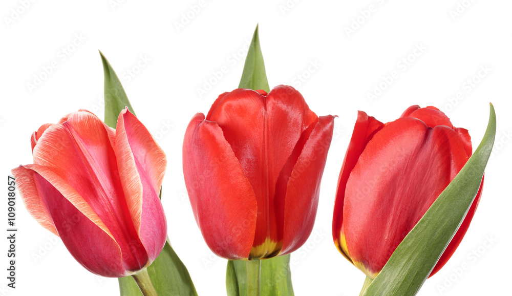 Fototapeta premium Tulip