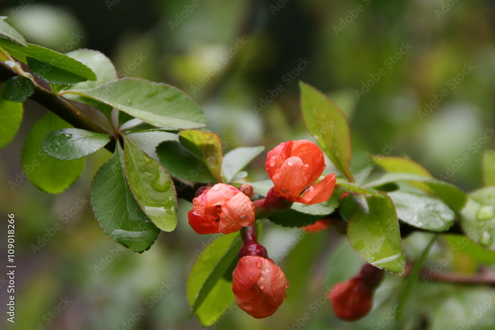 Obraz premium Chaenomeles