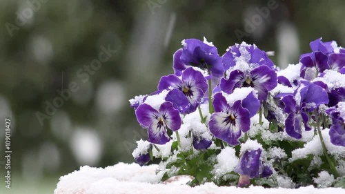 horn violet in the snow